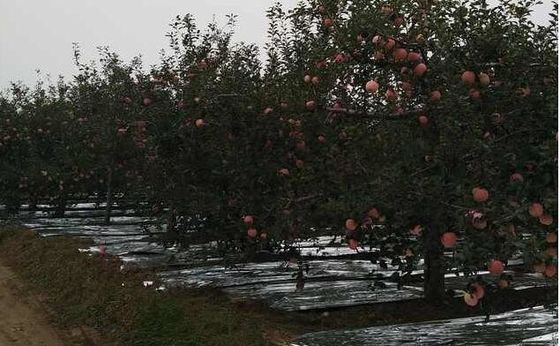 幅20-2300mmりんごの木のFlectiveの農業はCPPのフィルムを金属で処理した