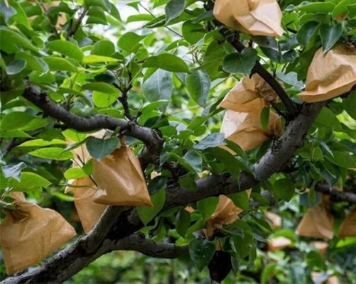 防水マンゴの紙袋を包むベトナムの果樹栽培の保護