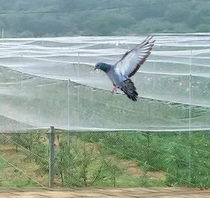 緑色 オーダーメイド 虫 虫 保護 果樹 野菜 菜園 家 工場