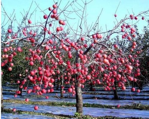 りんごの木の温室生物分解性12ミクロンの農業のフィルム