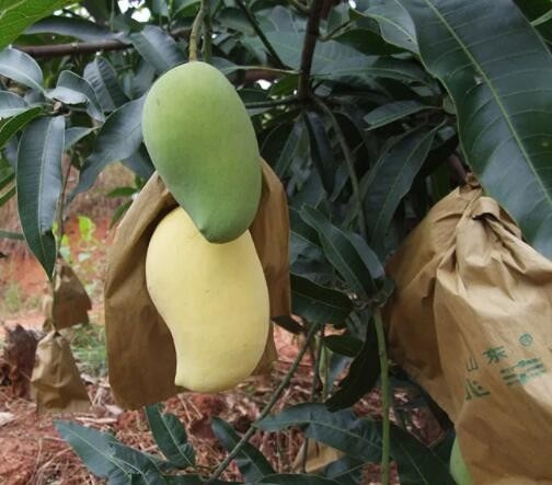防水マンゴのカバーはスリランカのマーケティングのためのフルーツの保護袋を袋に入れる